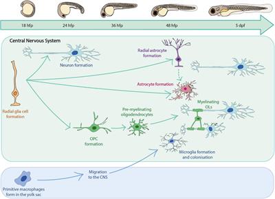 Insights Into Central Nervous System Glial Cell Formation and Function From Zebrafish